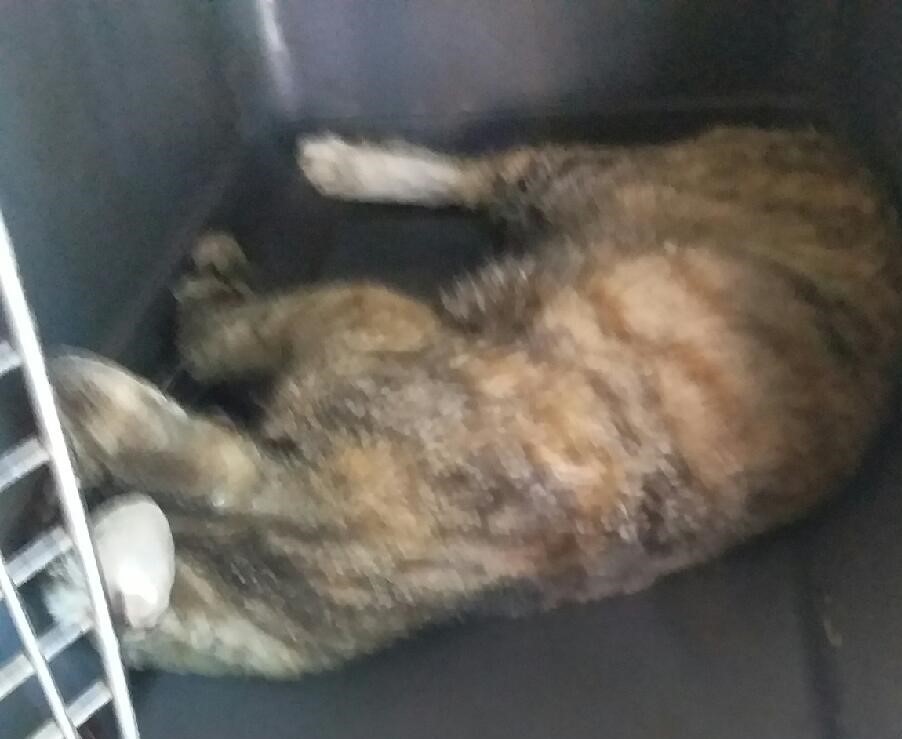 대구유기동물보호협회_427347202300306